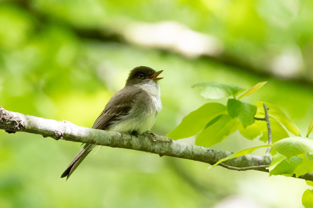 Eastern Phoebe - ML618280853