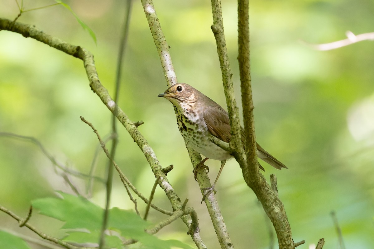 Swainson's Thrush - ML618280864