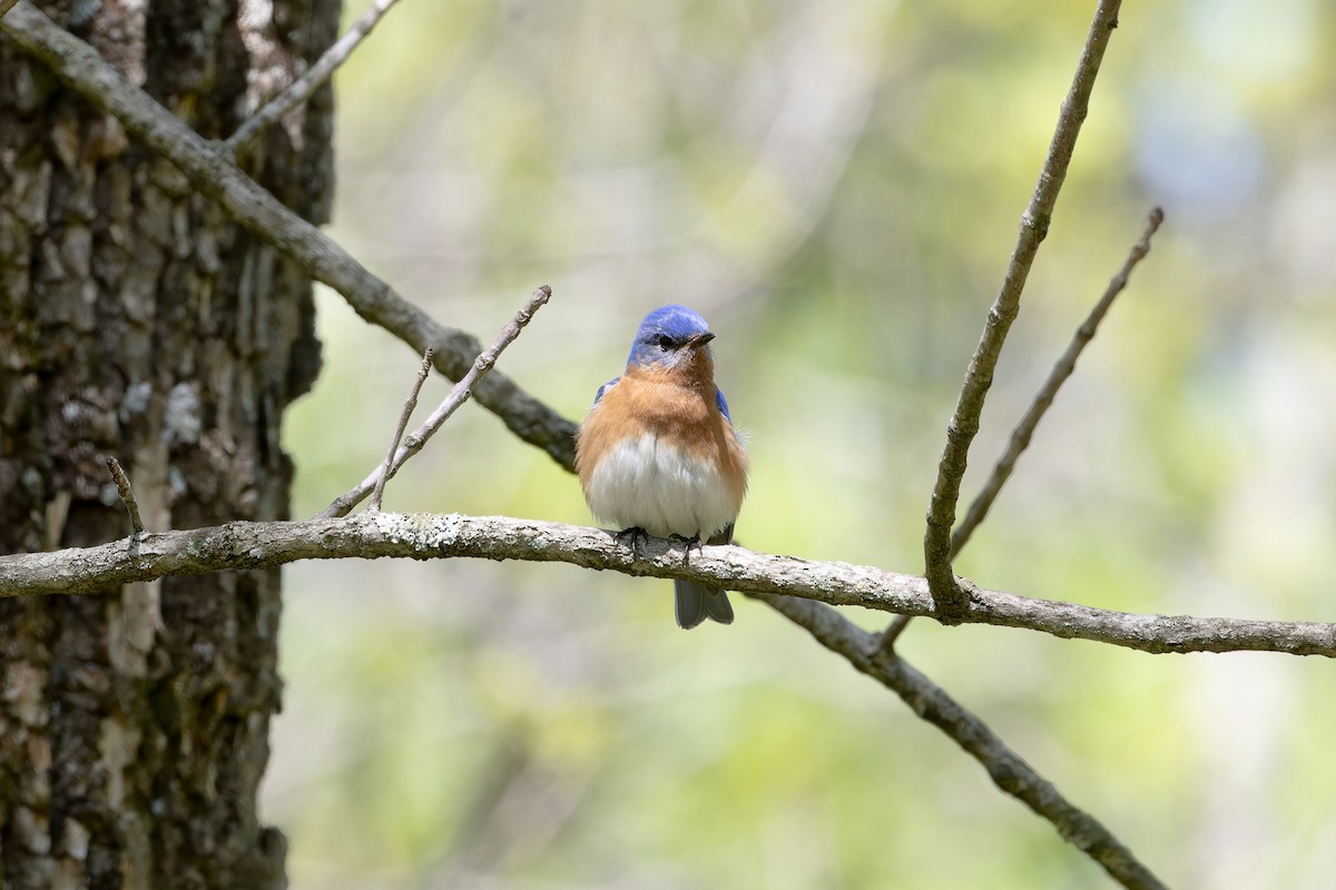 Eastern Bluebird - Amy Rangel