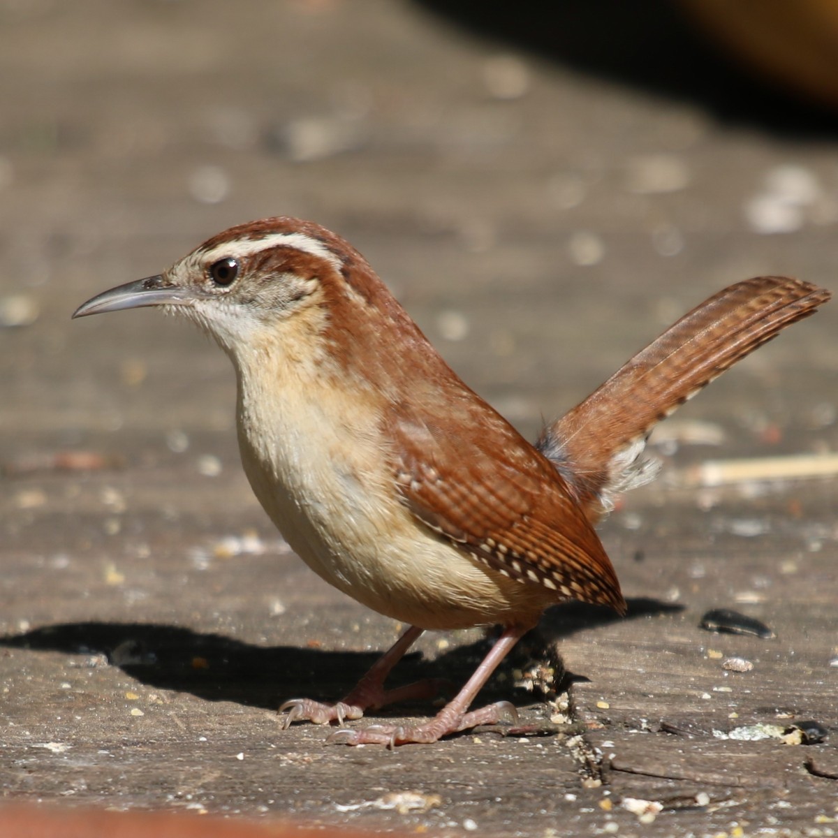 Carolina Wren - Ruth Wiebe