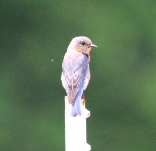 Eastern Bluebird - Rebecca Riddick