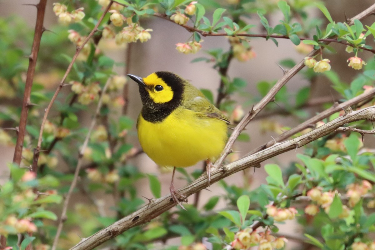 Hooded Warbler - ML618280902