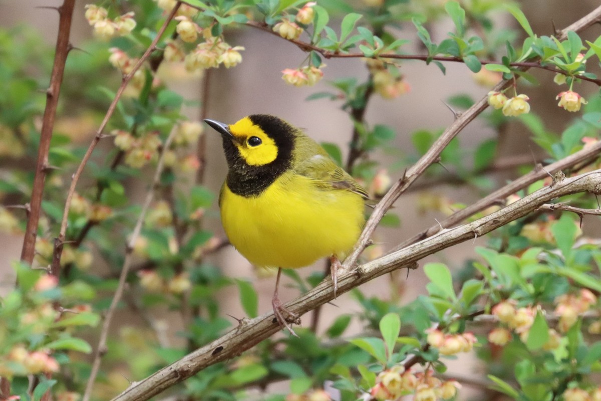 Hooded Warbler - Subodh Ghonge