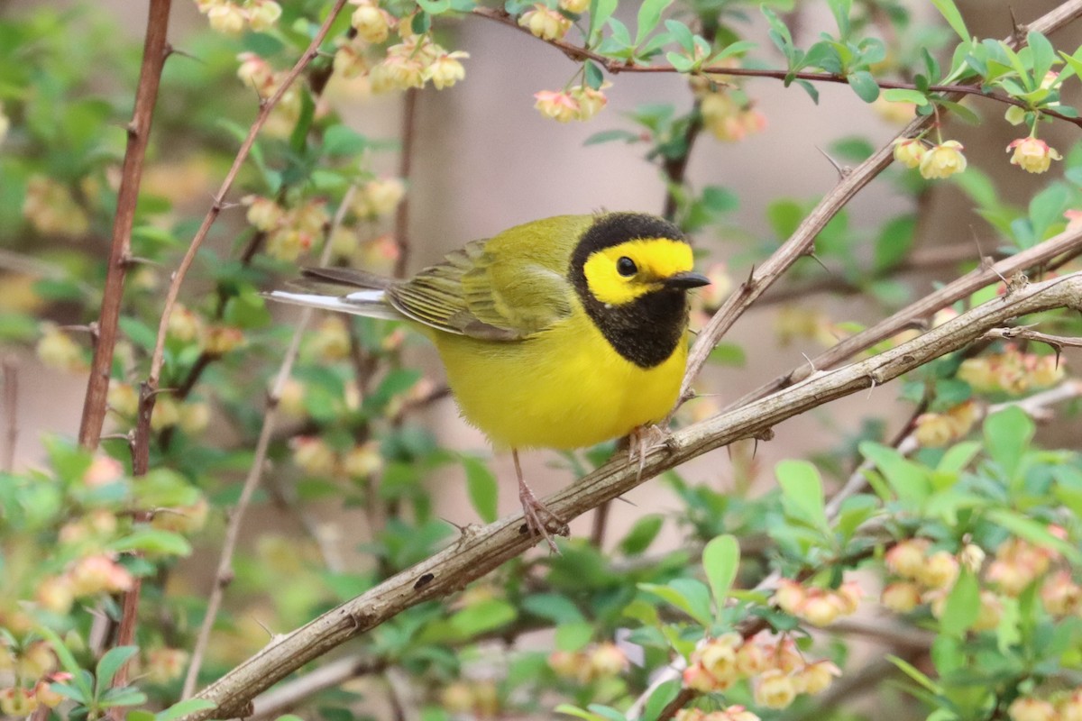 Hooded Warbler - Subodh Ghonge