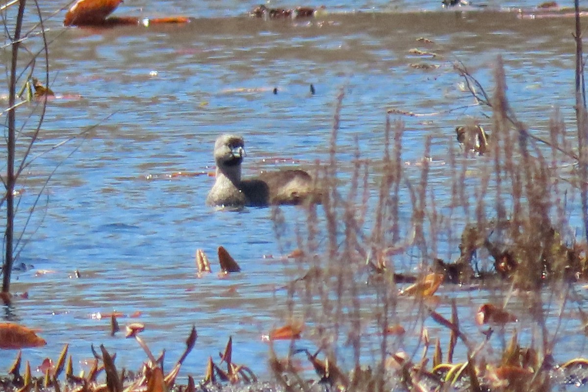 Pied-billed Grebe - John Zakelj