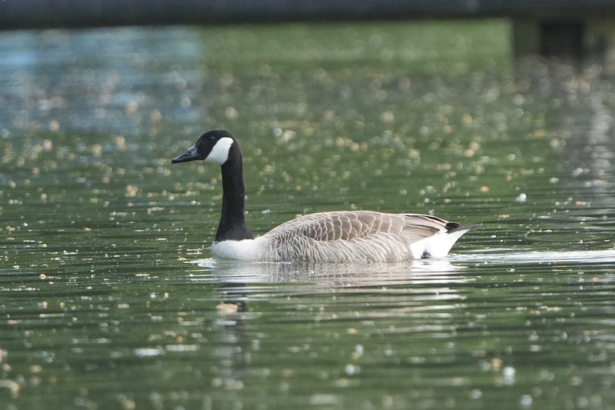 Canada Goose - Michael Walter