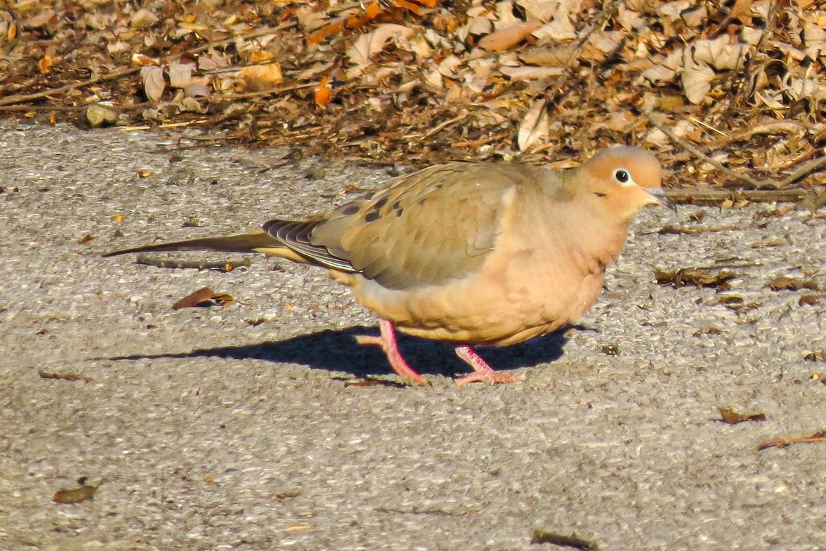 Mourning Dove - Kurt Gaskill