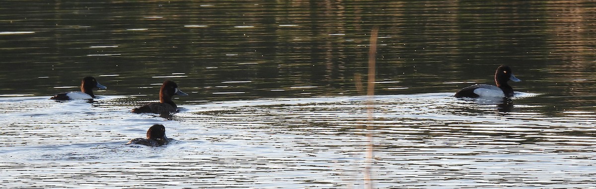 Lesser Scaup - Shelia Hargis