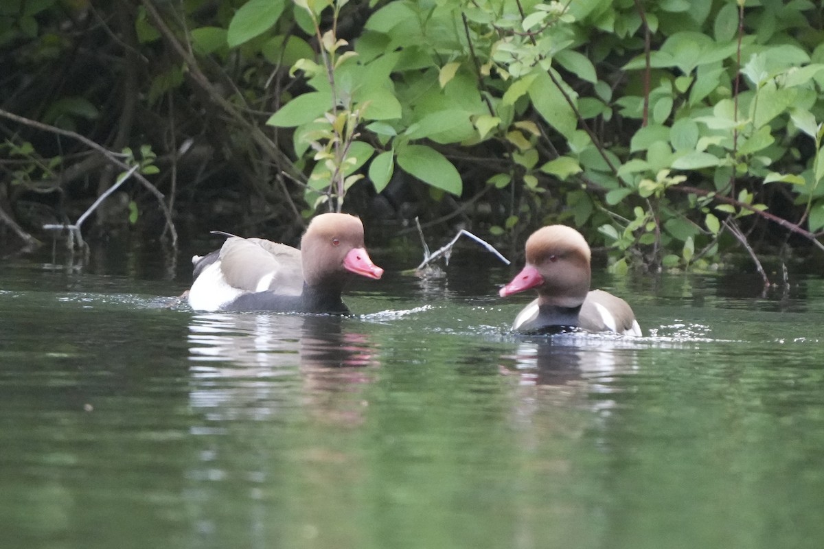 Red-crested Pochard - Michael Walter