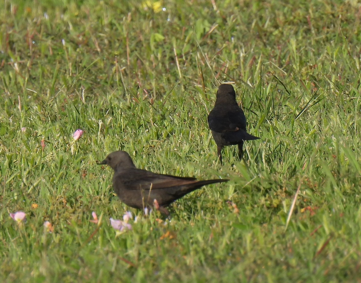 Brewer's Blackbird - Shelia Hargis