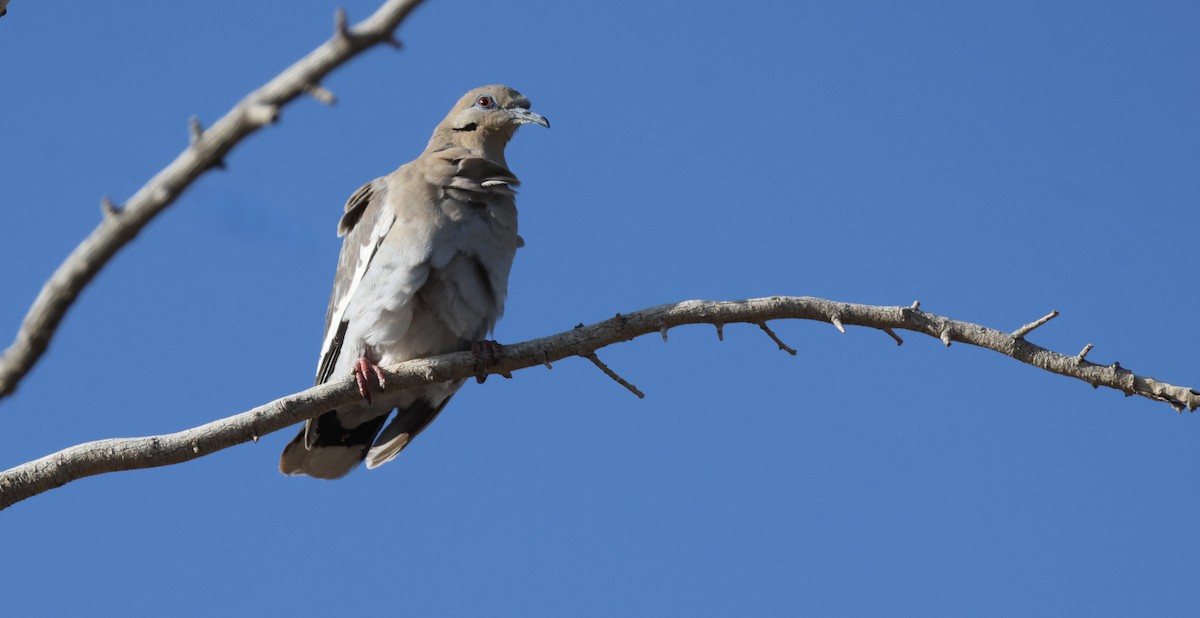 White-winged Dove - Darlene Feener