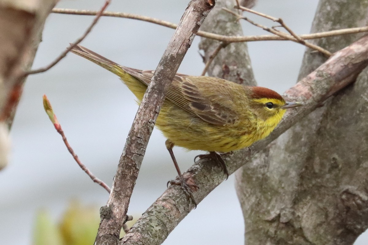 Palm Warbler - Subodh Ghonge