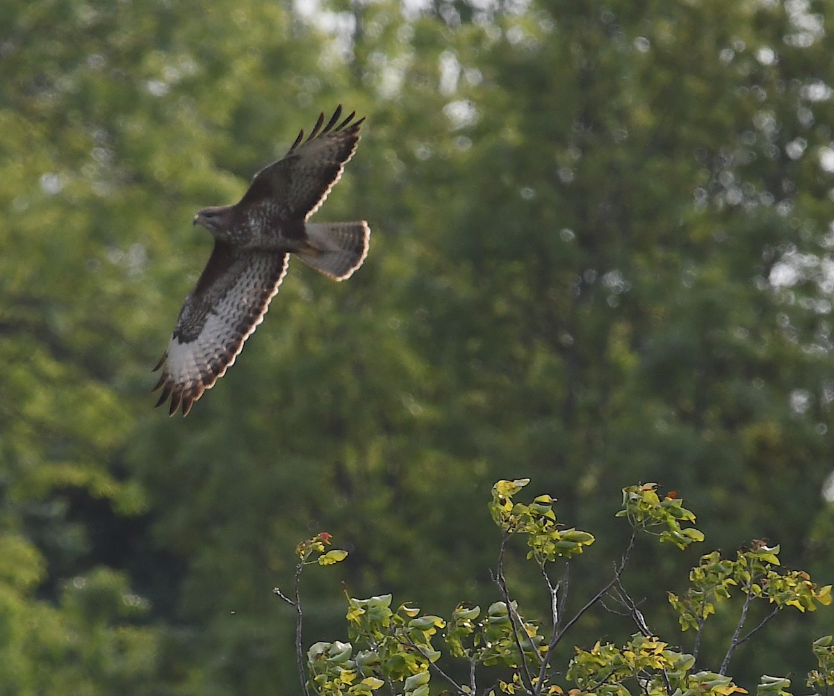 Common Buzzard - Василий Калиниченко