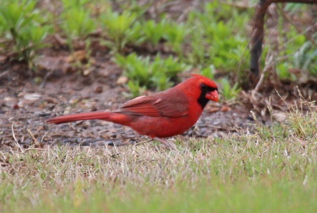 Northern Cardinal - Rebecca Riddick