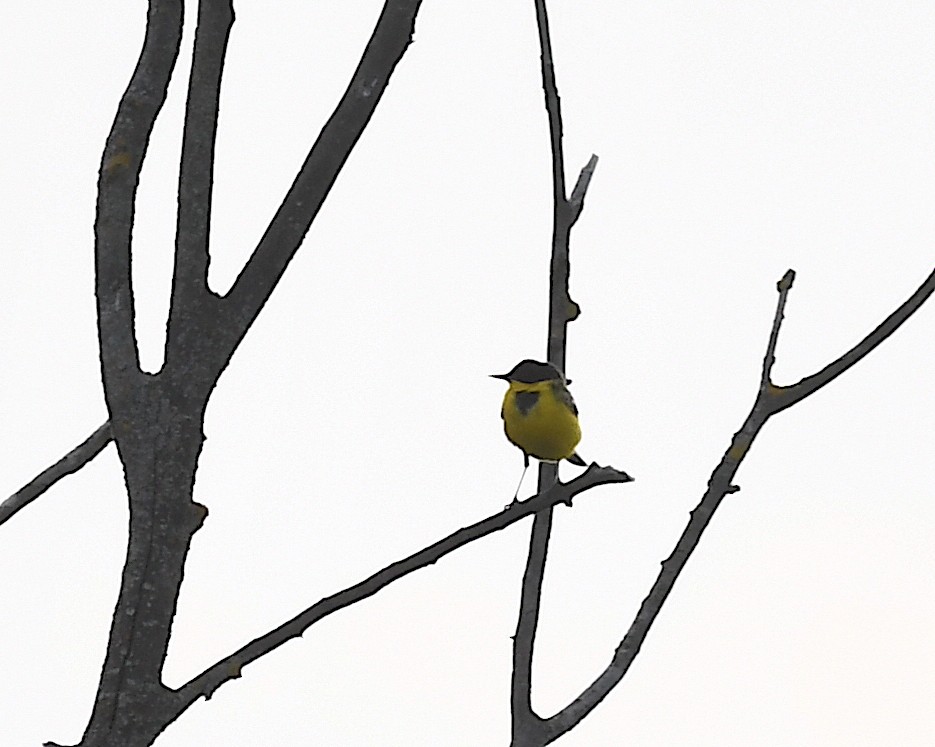 Western Yellow Wagtail - Василий Калиниченко