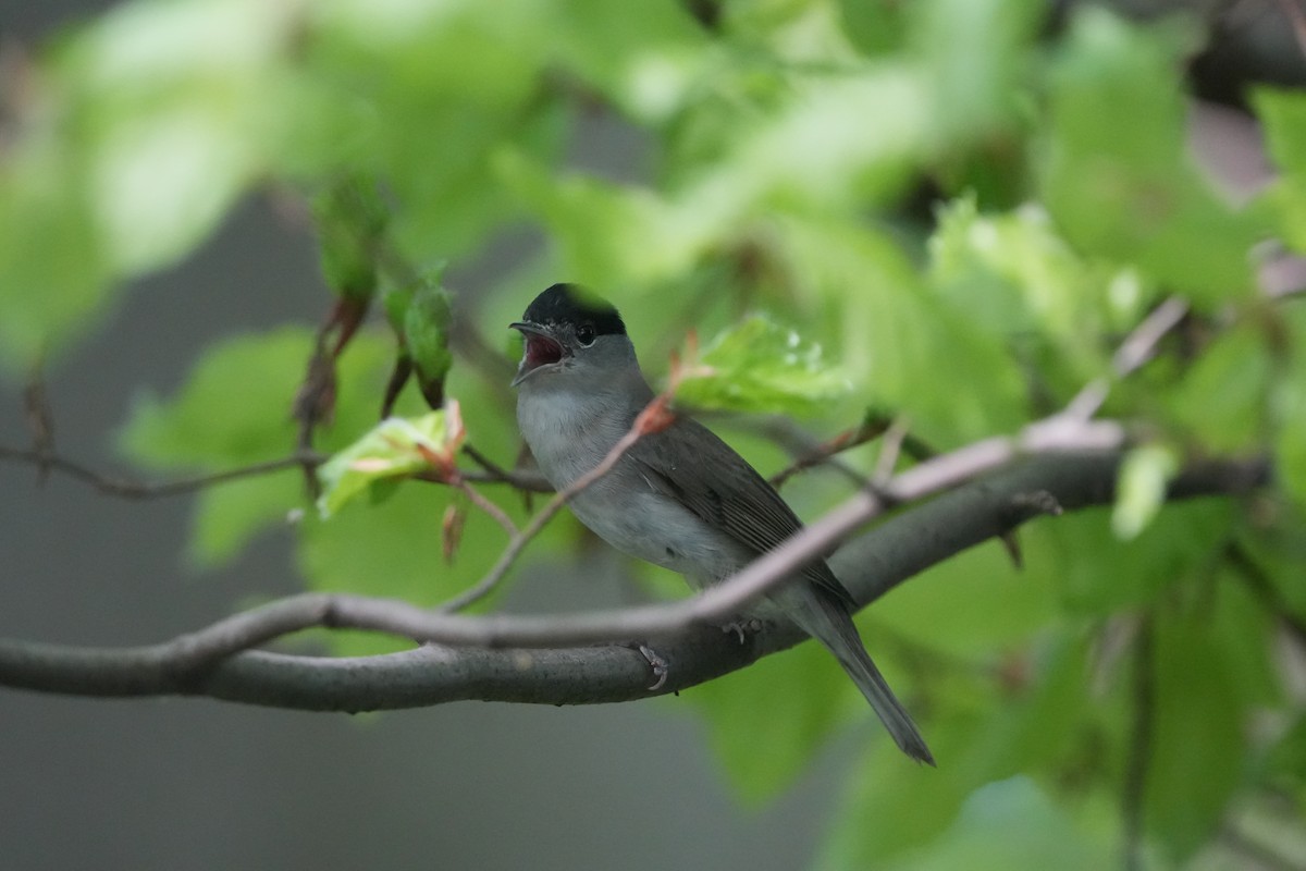 Eurasian Blackcap - ML618281023