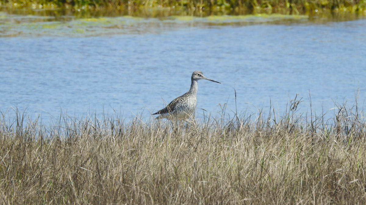 Greater Yellowlegs - Vincent Glasser