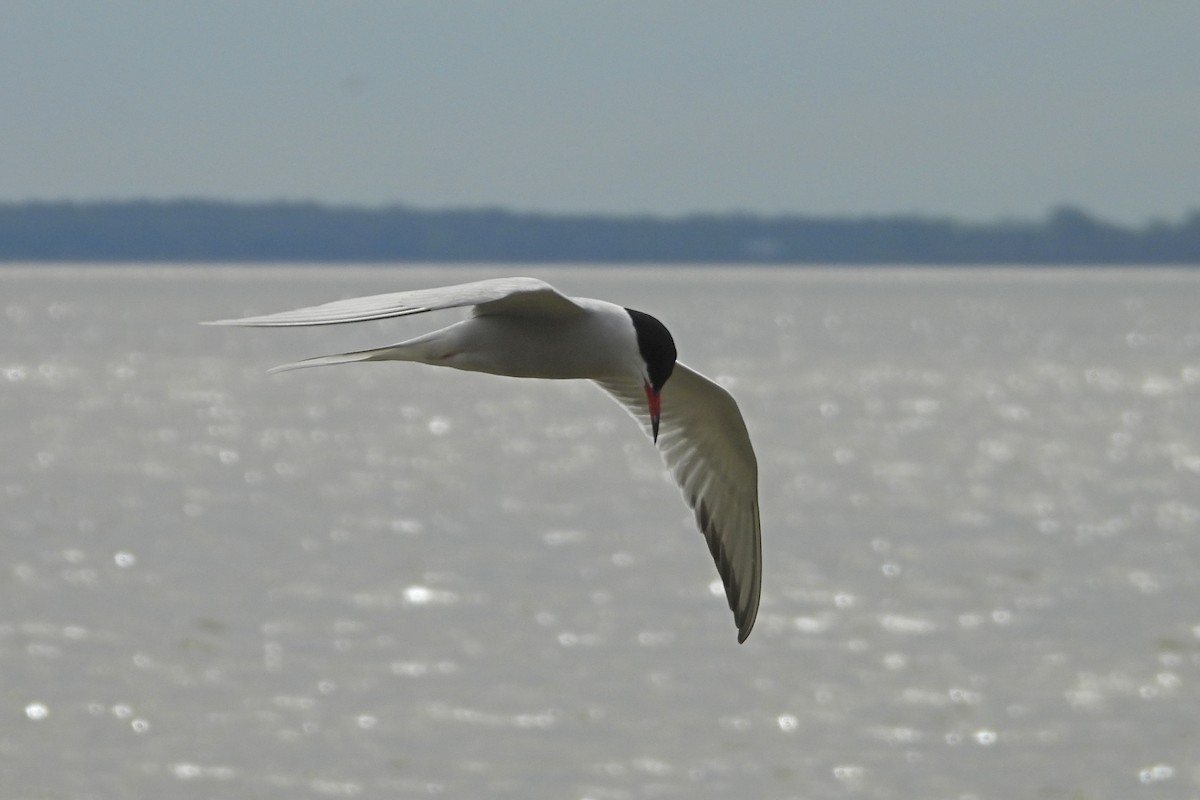 Common Tern - Sarah Taylor