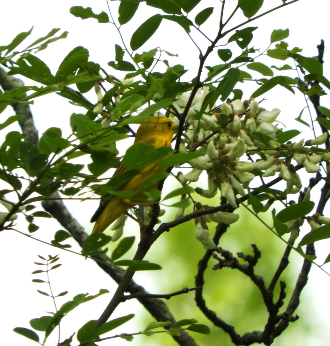 Yellow Warbler (Northern) - ML618281027