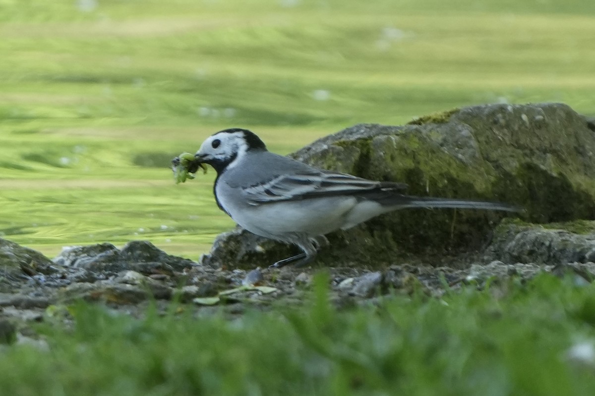 White Wagtail - ML618281072