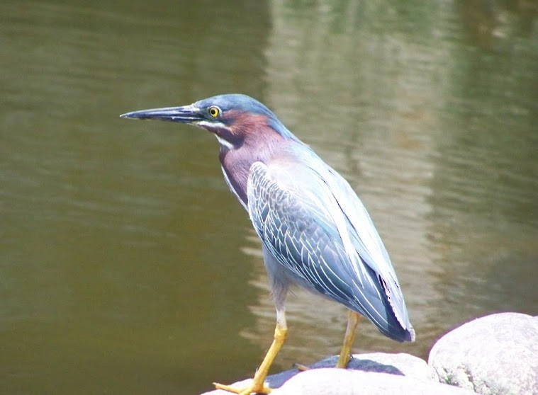 Green Heron - Juan Pedro Medina