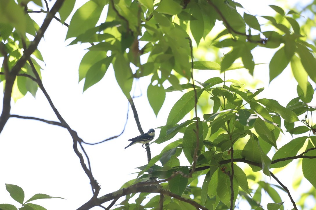 Cerulean Warbler - Jason Terry