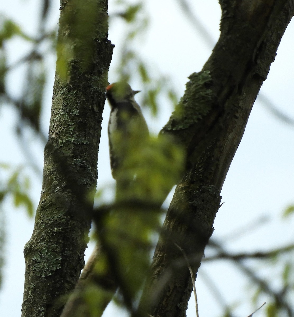 Downy Woodpecker - Becky Kitto