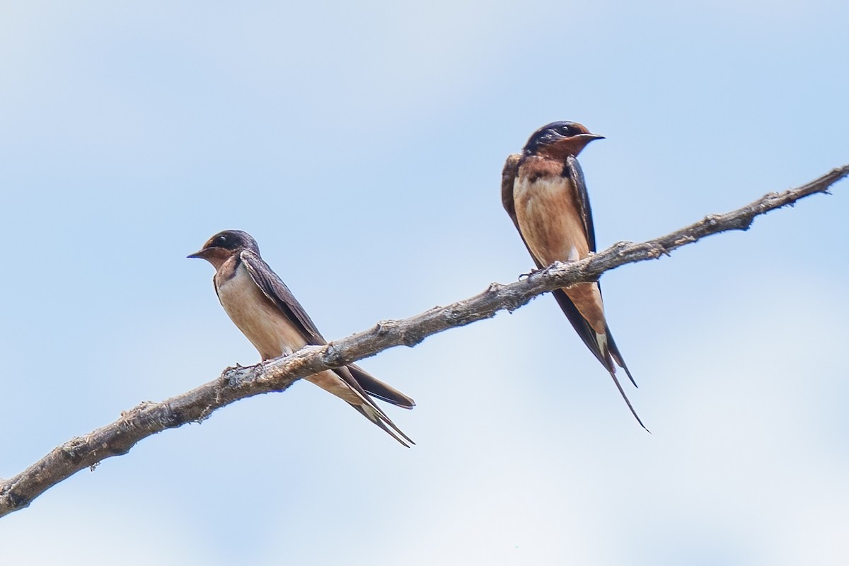 Barn Swallow - Tom Litteral