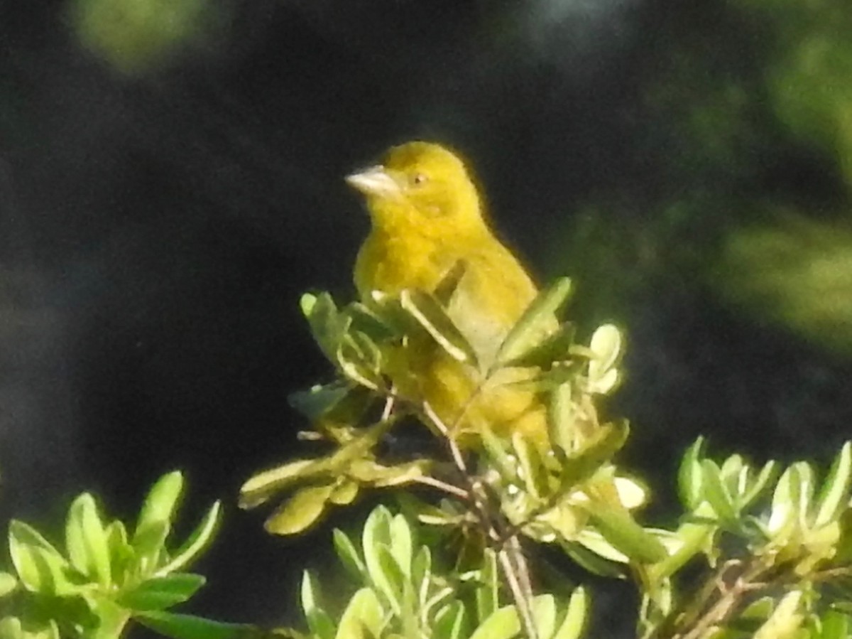 Holub's Golden-Weaver - Clare Mateke