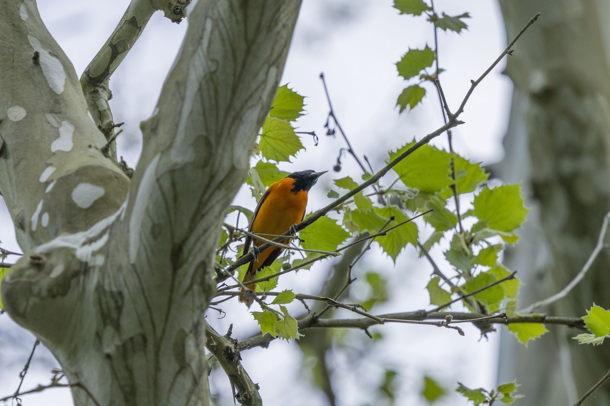 Baltimore Oriole - Liz Pettit