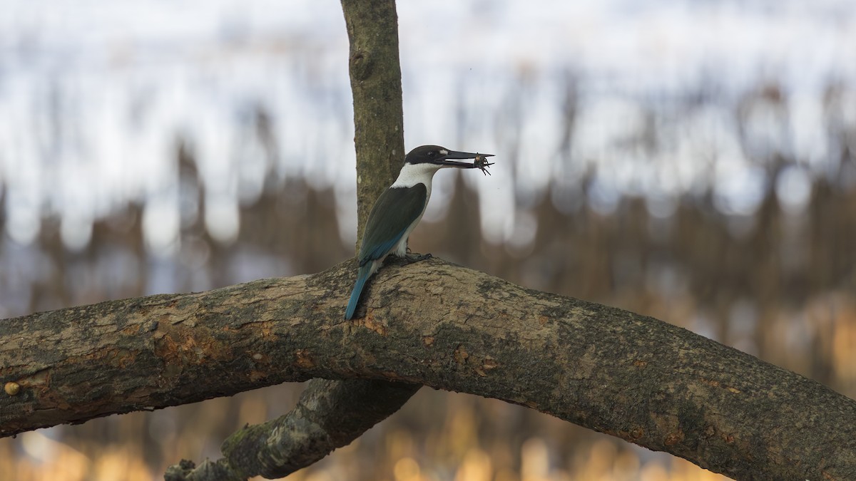 Torresian Kingfisher - Dana Cameron