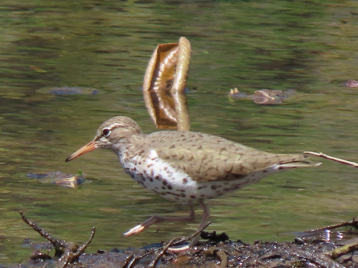 Spotted Sandpiper - Jannie Shapiro