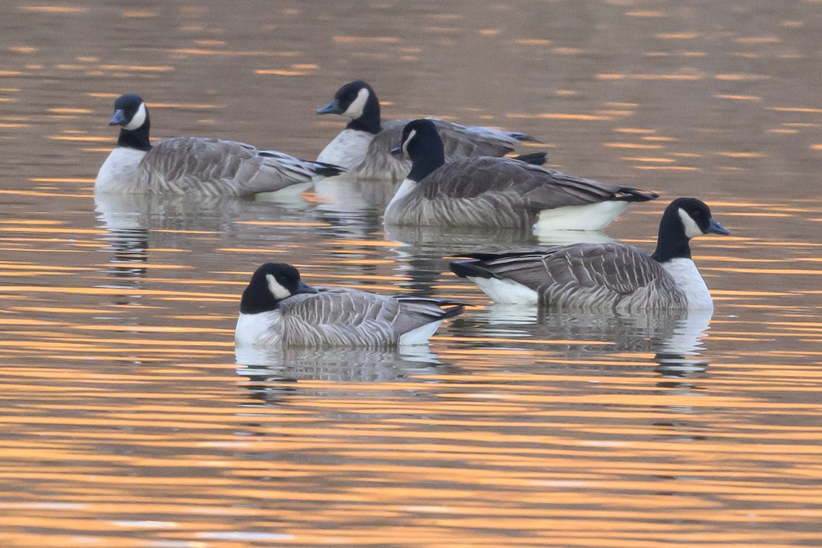 Cackling Goose - Stephen Davies