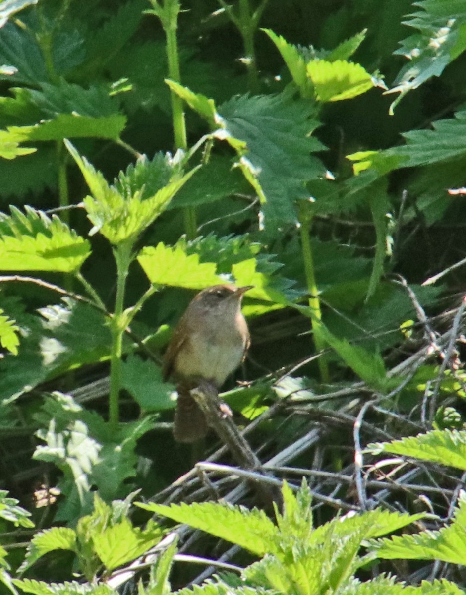 House Wren - Tom Nolan