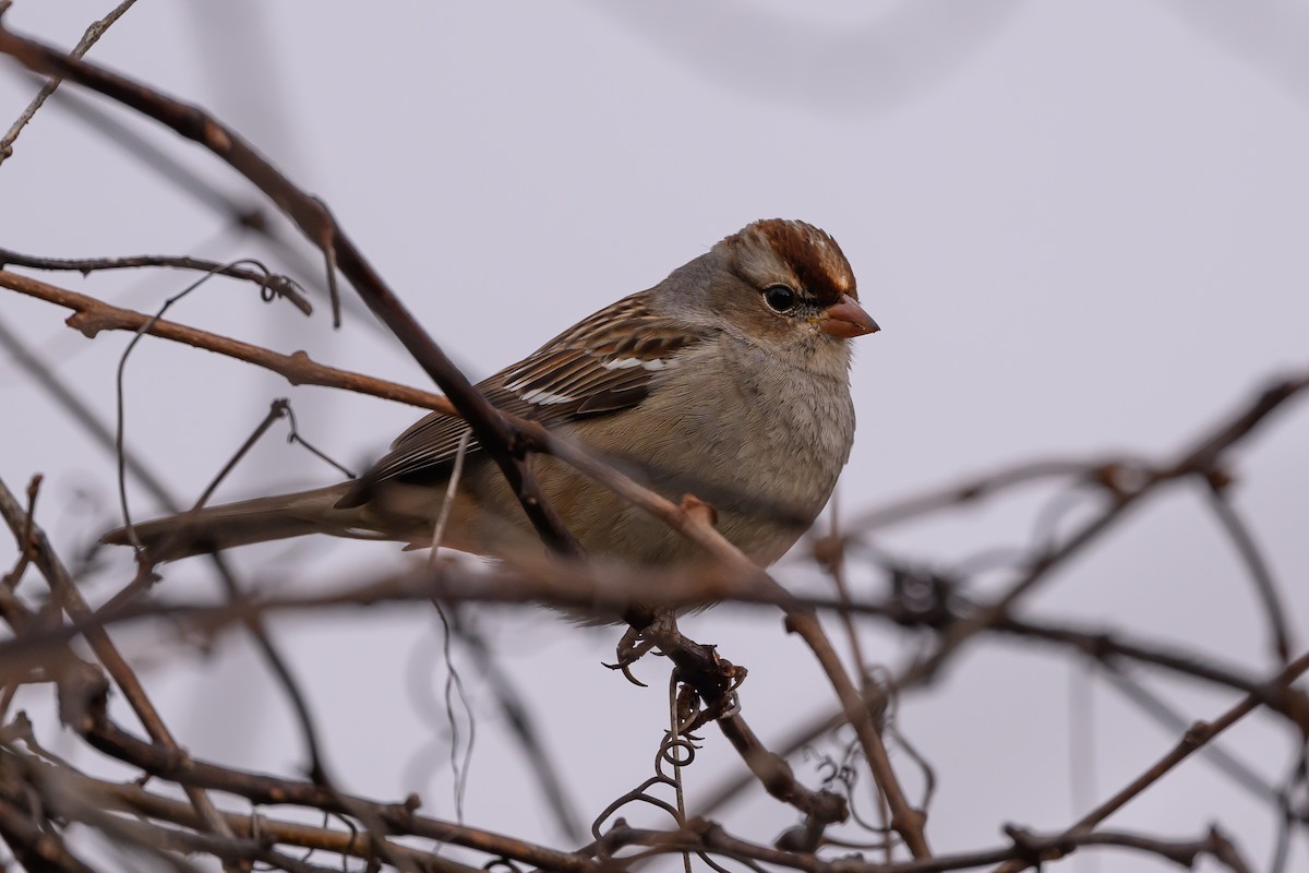 White-crowned Sparrow - Stephen Davies