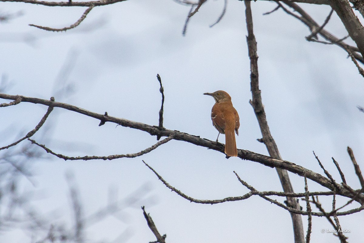 Brown Thrasher - Louise Auclair