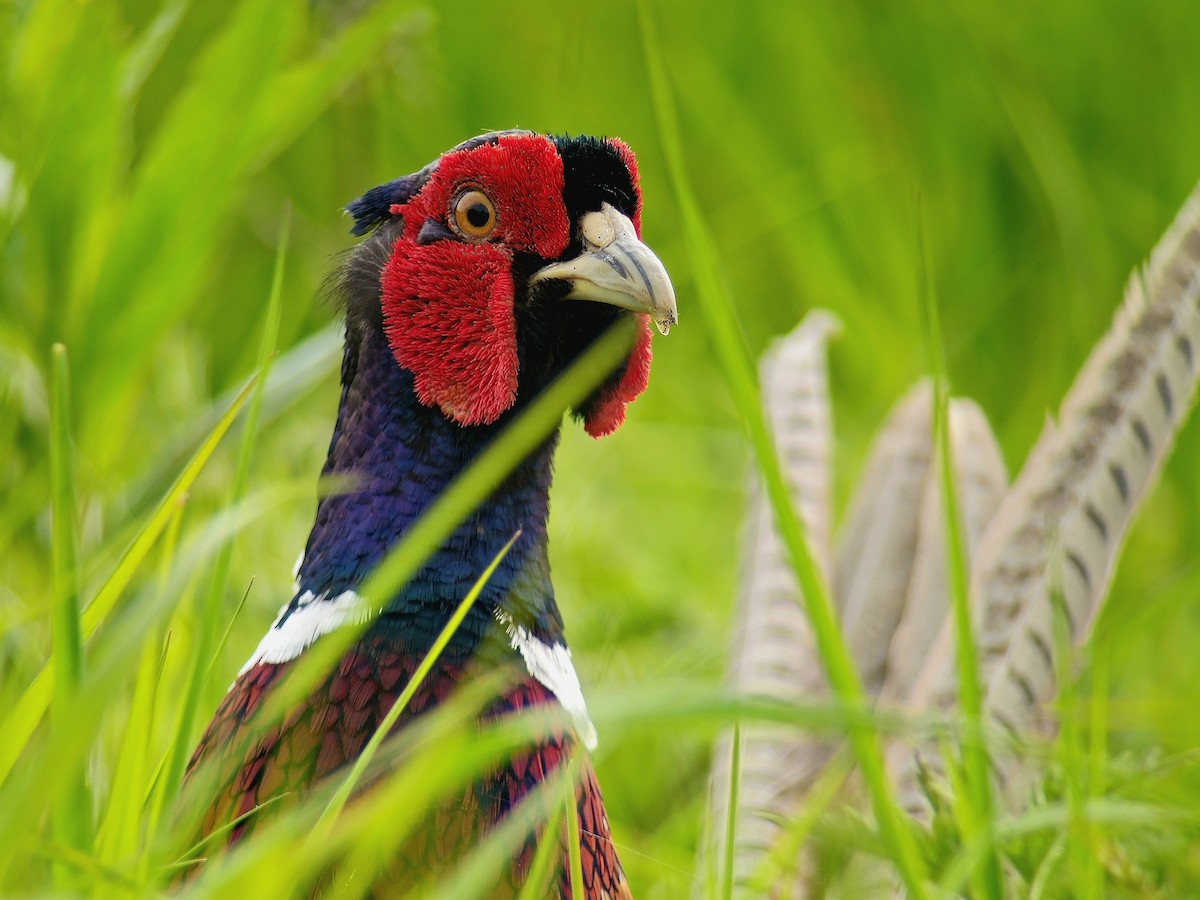 Ring-necked Pheasant - Tom Lowe