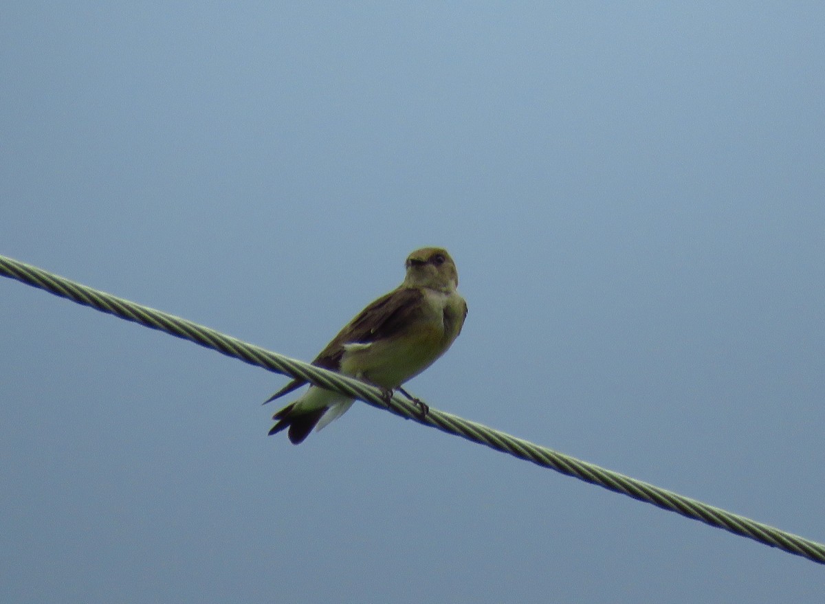 Northern Rough-winged Swallow - Ron Ahle