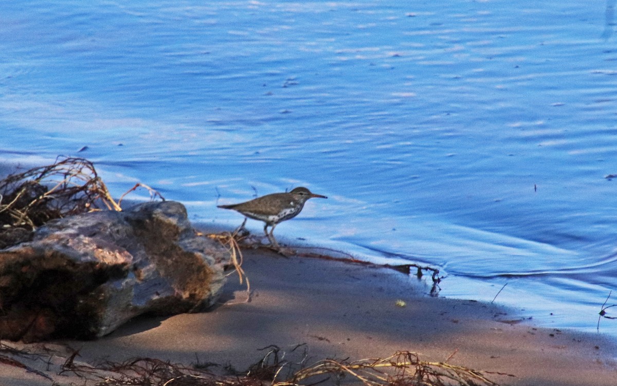 Spotted Sandpiper - Tom Nolan