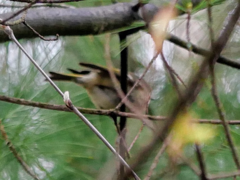 Golden-crowned Kinglet - ML618281319