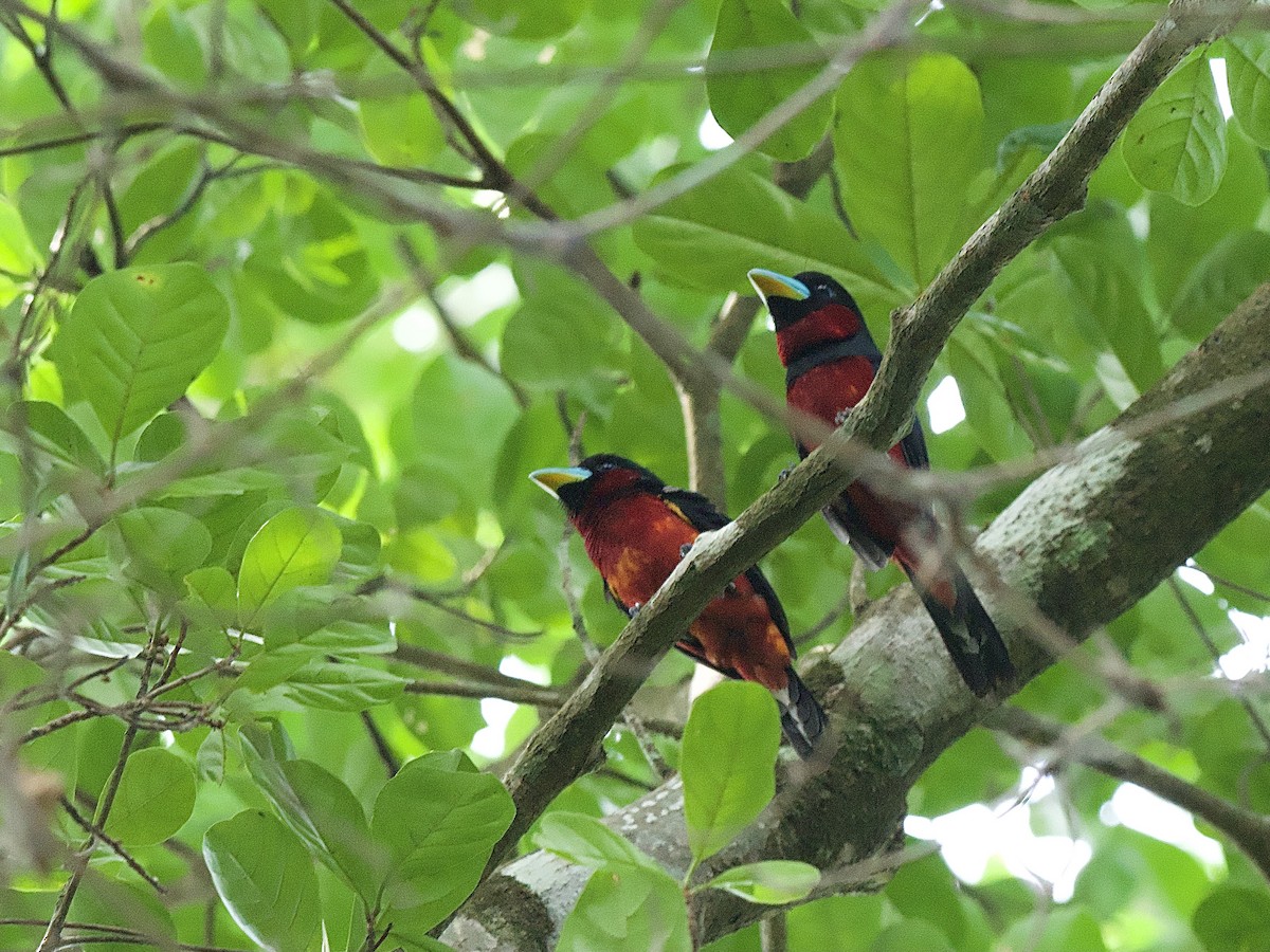 Black-and-red Broadbill - Craig Rasmussen