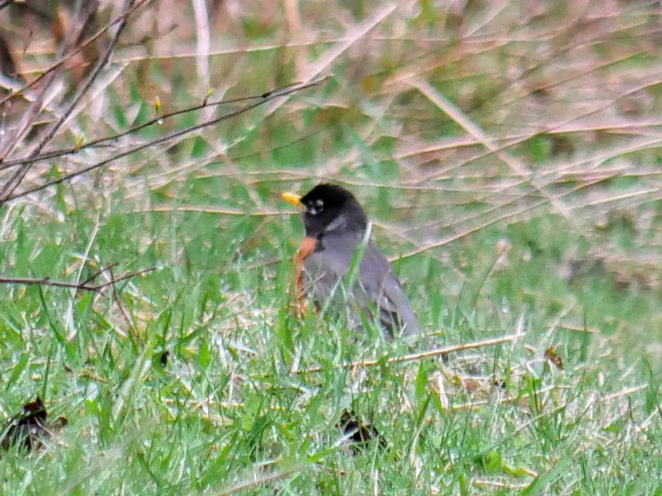 American Robin - ML618281330