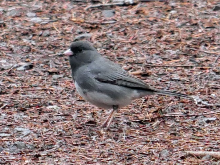 Dark-eyed Junco - Cécile Charlton