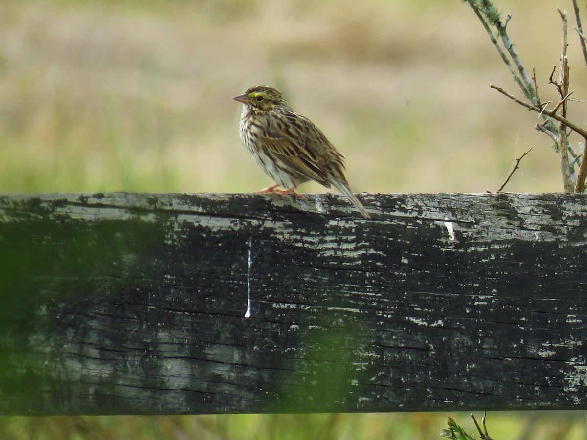 Savannah Sparrow - ML618281348