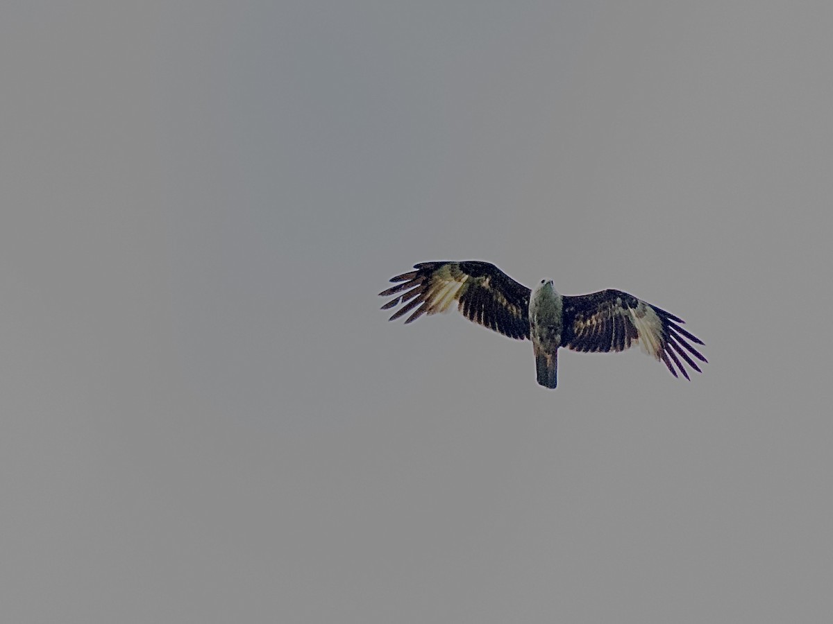 Brahminy Kite - Craig Rasmussen