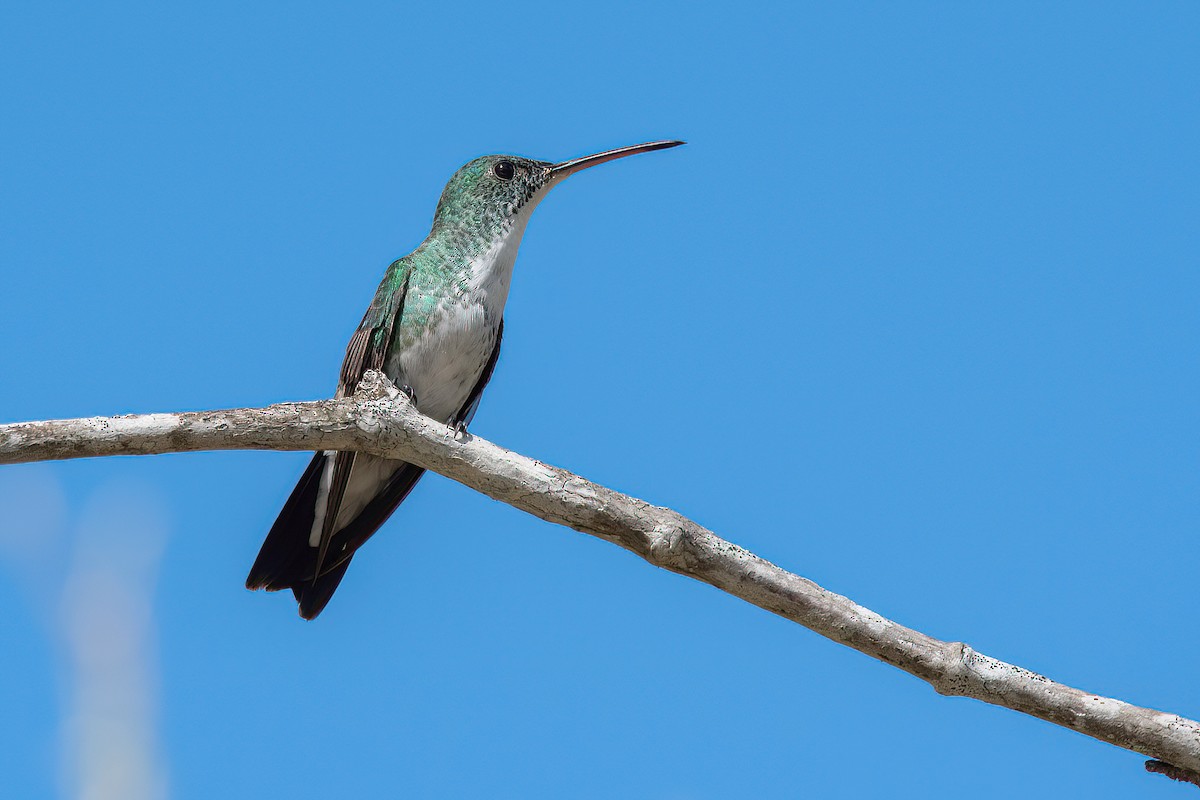 Plain-bellied Emerald - Raphael Kurz -  Aves do Sul