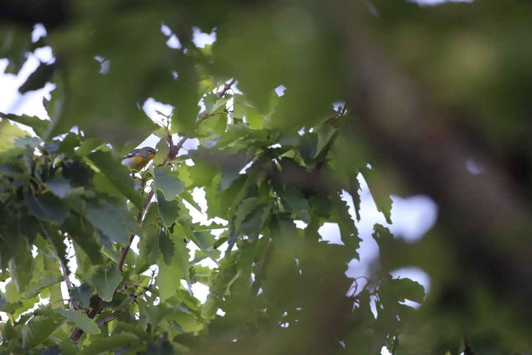 Northern Parula - Jason Terry