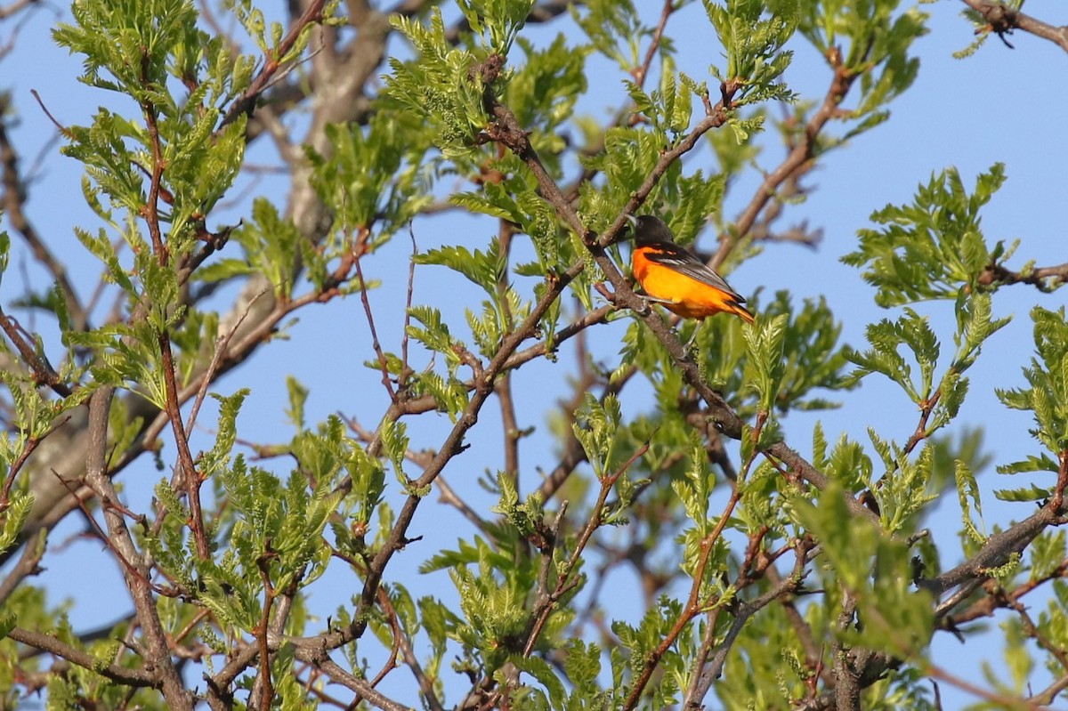 Baltimore Oriole - David Rupp