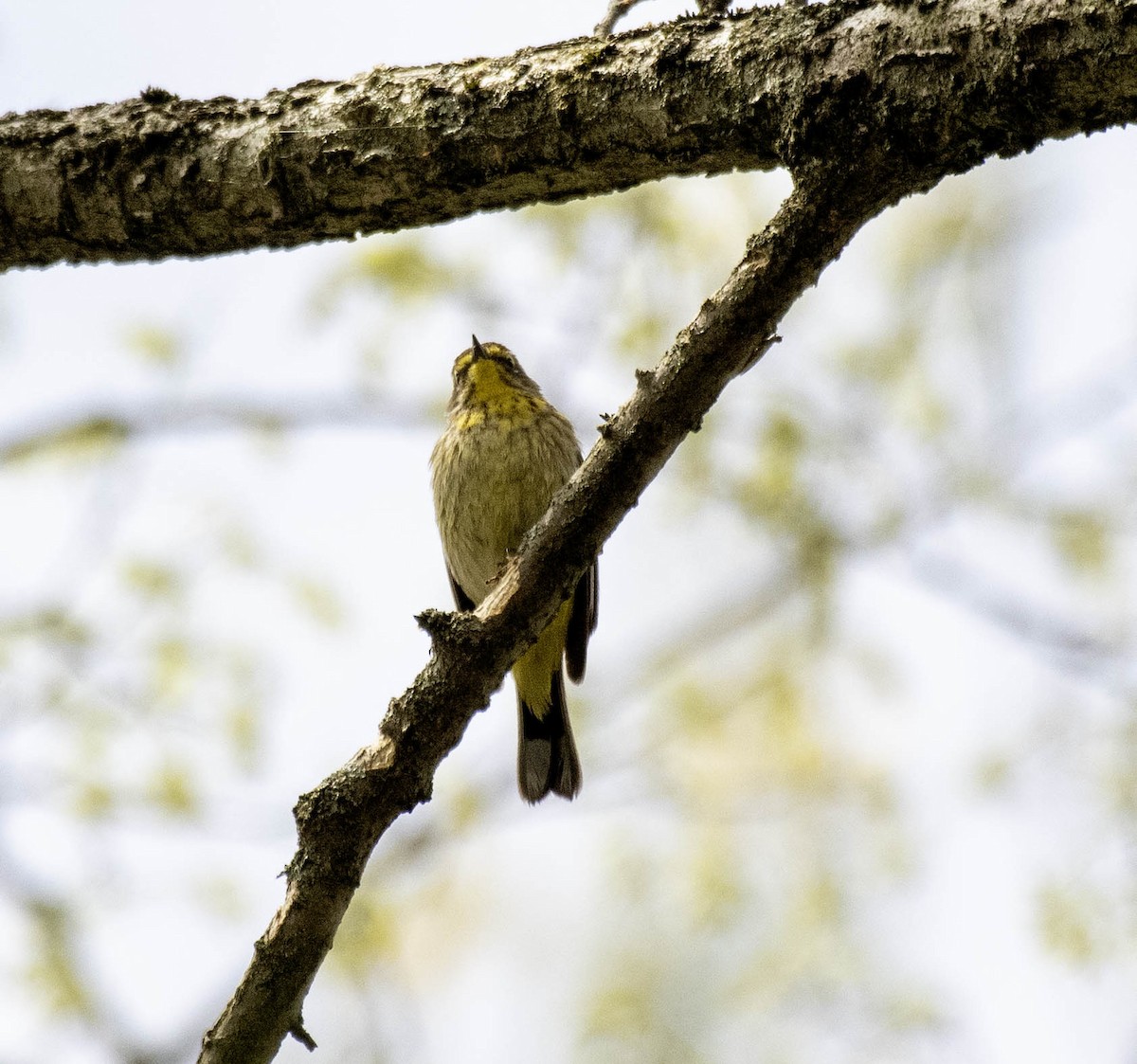 Palm Warbler - Estela Quintero-Weldon