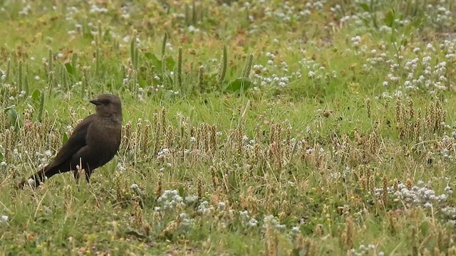 Brewer's Blackbird - ML618281452